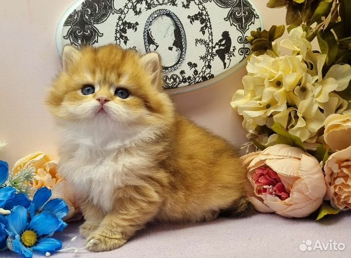 Британские золотые котята, котята с документами