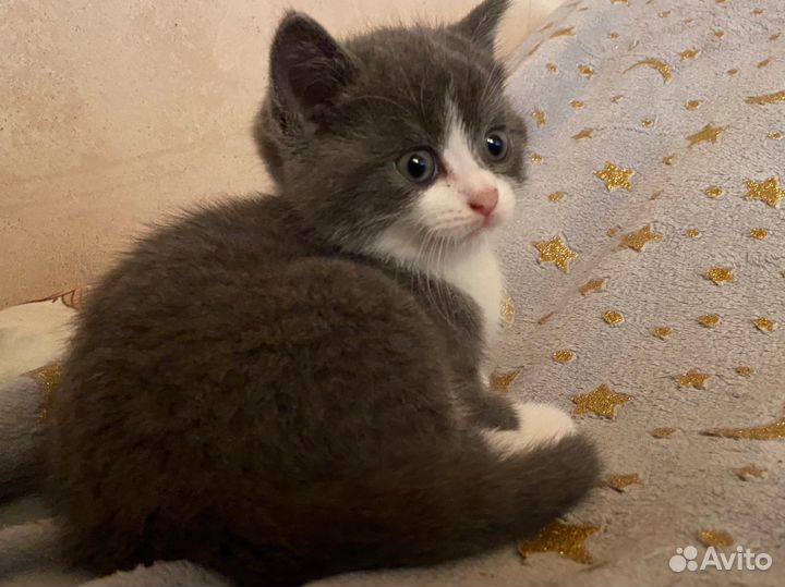 Котята британцы