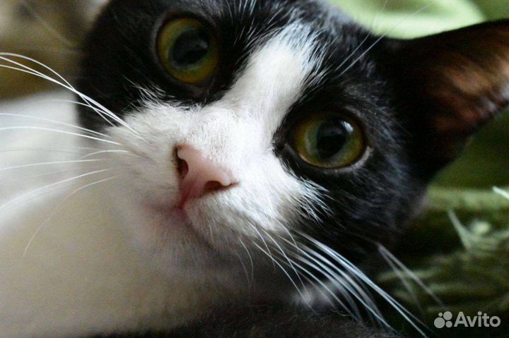 Кошка в дар бесплатно