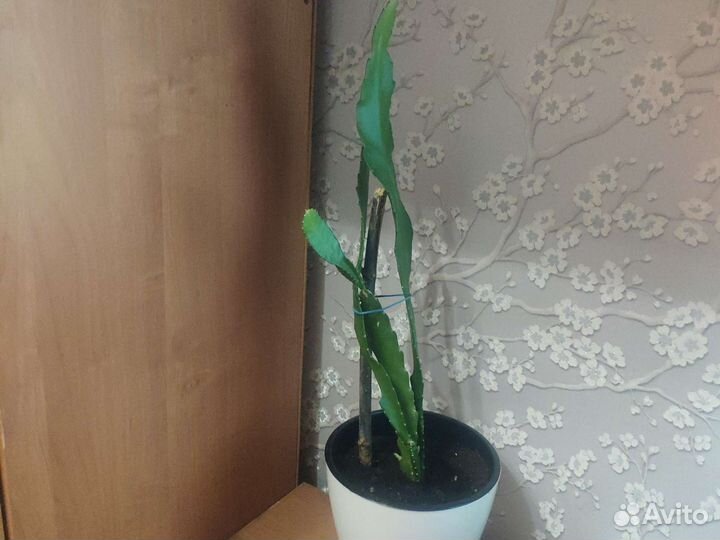 Дизококтус,Disokoktus