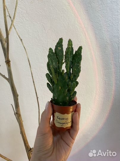 Комнатные домашние растения. Кактус