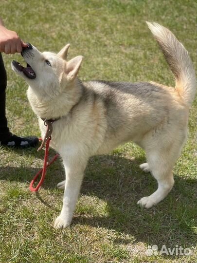 Сибирский хаски в дар