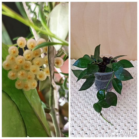 Хойя в ассортименте