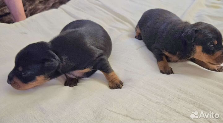Щенки цвергпинчера