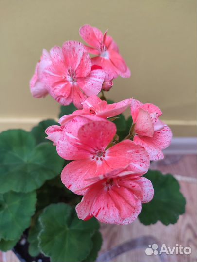 Герань пеларгония, горшок 2л