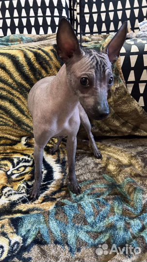 Мексиканская голая собака, Ксолоитцкуинтли