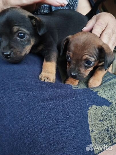 Той-терьер щенки