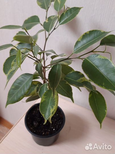 Фикус бенджамина Бафт