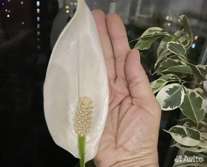 Спатифиллум