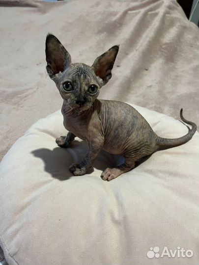 Канадский сфинкс