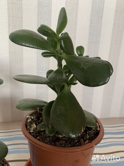 Толстянка денежное дерево