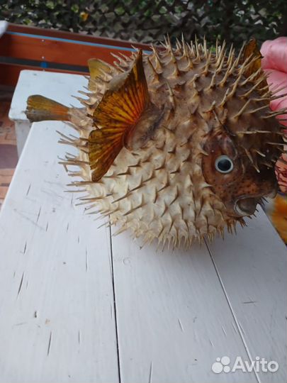 Рыба-шар, Коралл балянус