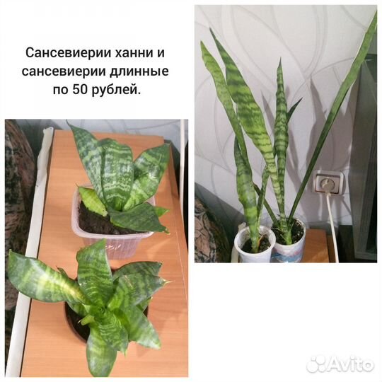 Сансевиерии