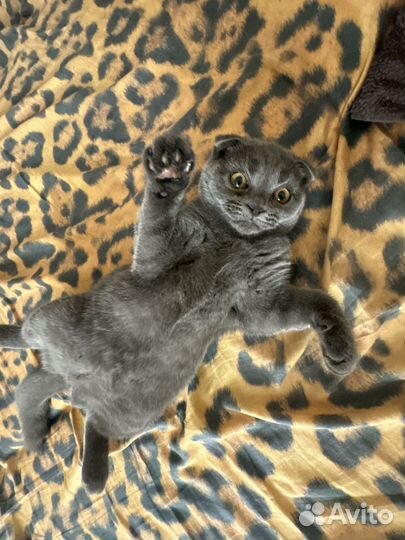 Шотландская вислоухая кошка