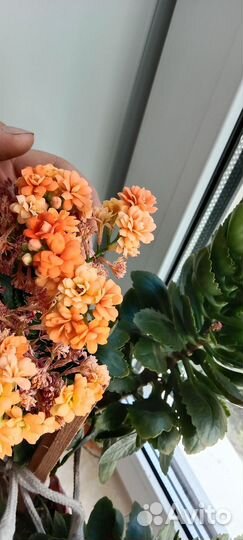 Комнатные цветы каланхоэ