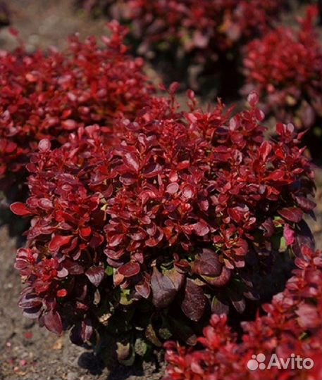 Барбарис Berberis thunb. 'Lutin Rouge' С3