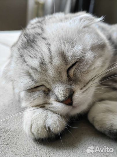 Шотландский вислоухий котёнок