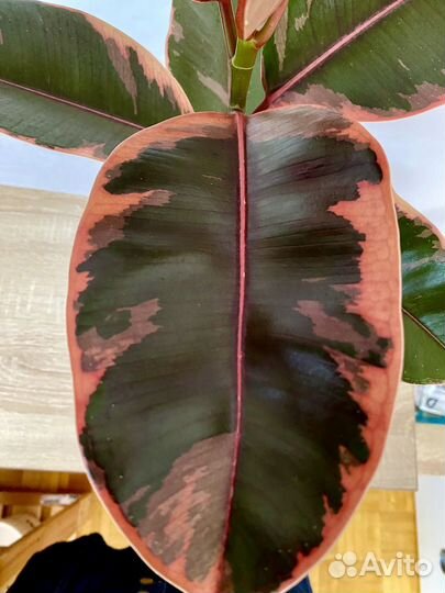 Фикус антуриум Замиокулькас спатифиллюм