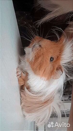 Морская свинка вязка