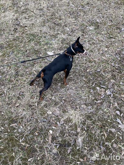 Вязка Цвергпинчер