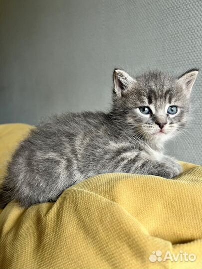 Котенок Лео ) настоящий голубоглазый красавчик