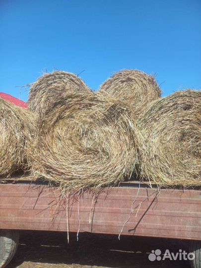 Продам сено в рулонах