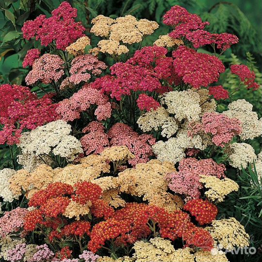 Тысячелистник необычной расцветки