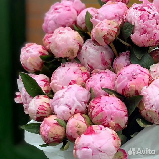 Пион Сара Бернар, Сара Бернар Юник, Корал Сансет