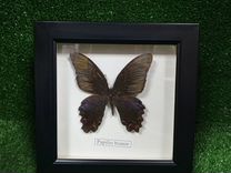 Коллекционная бабочка в рамке Papilio bianor