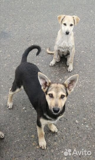 Скромная девочка ищет дом