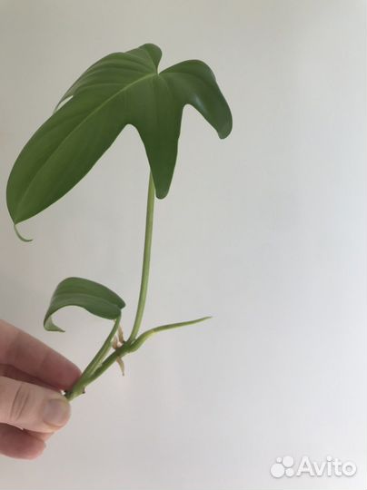 Филодендрон Флорида бьюти грин