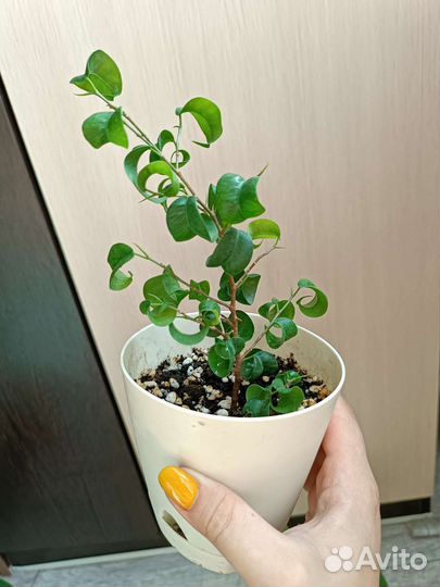 Фикусы Бенджамина замиокуликас бегония молочай