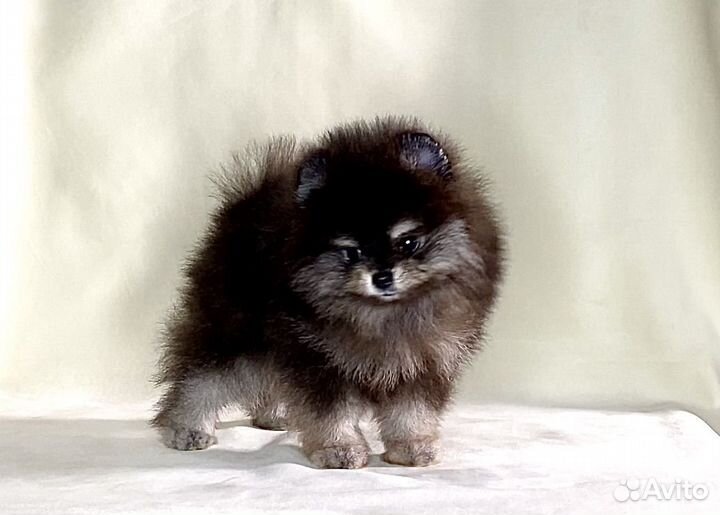Щенки померанцы
