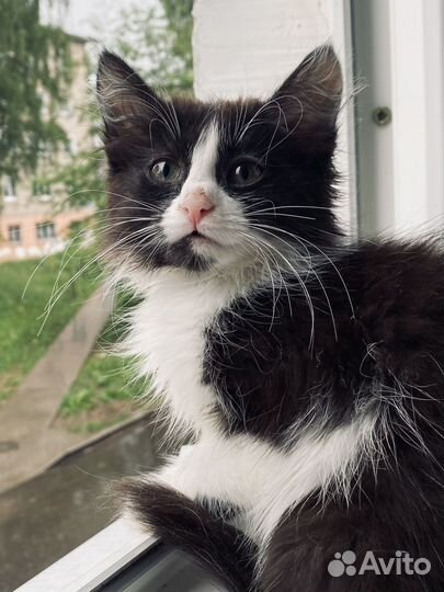 Кошечка в добрые руки