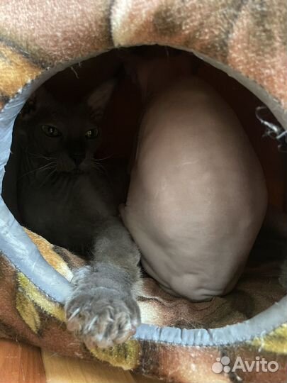 Коты сфинксы