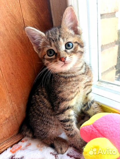 Котёнок Кузя 2 месяца