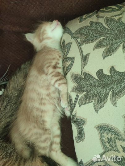 Рыжий котик