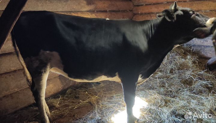 Телка 1 год