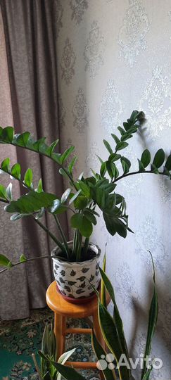 Замиакулькас, сансивьры, филодендрон