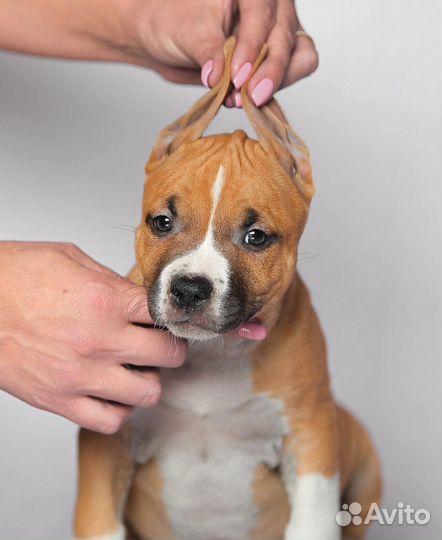 Мальчик Амстафф