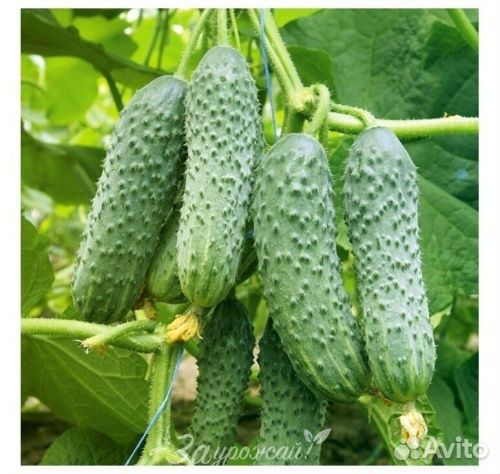 Семена огурца Мамлюк F1 25 шт