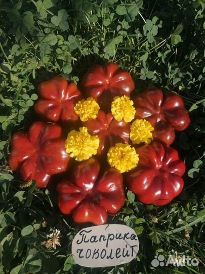 Семена сладких сортовых перцев