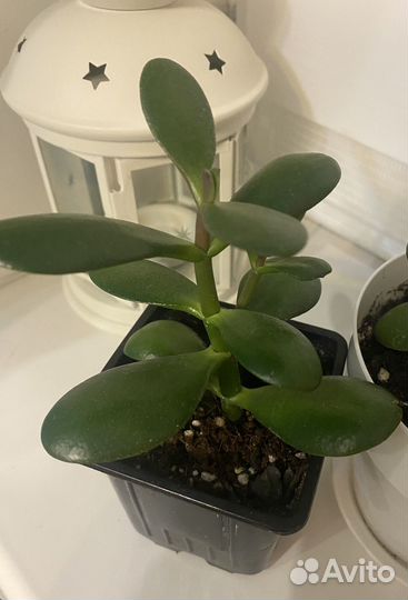 Крассула (Толстянка, денежное дерево)