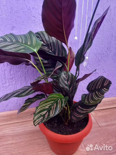 Калатея Сандериана Орната