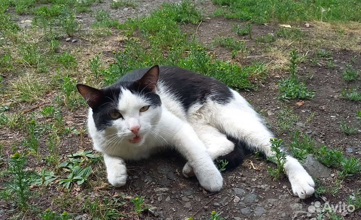 Отдам кота в добрые руки