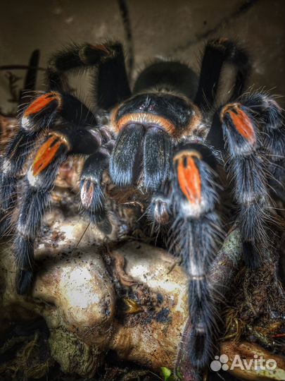 Пауки птицееды