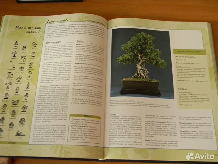 Как создать и вырастить бонсай