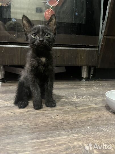 Черный котенок