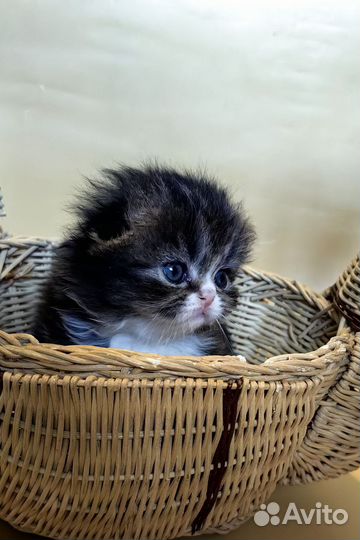Шикарные хайленд фолды