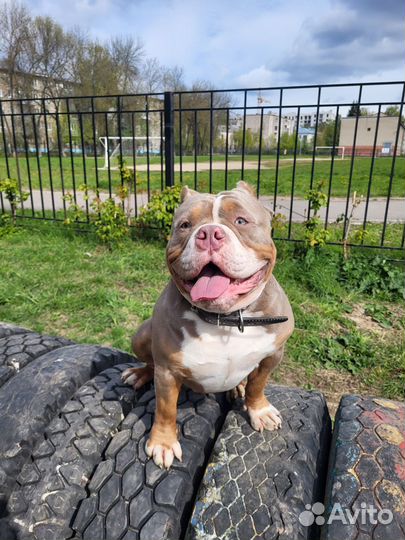 Американский булли покет вязка